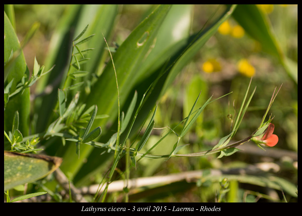 Lathyrus cicera